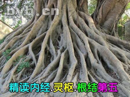 精讀內經(jīng).靈樞.根結第五